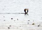 cormorant_221009a.jpg