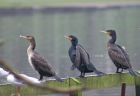 Filename=cormorant_2312a.jpg
Filesize=101KB
Dimensions=800x554
Date added=Aug 16, 2008 cormorant_2312a.jpg