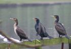 cormorant_2312a.jpg