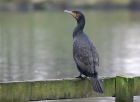 cormorant_2312b.jpg