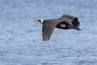 cormorant_240211a.jpg