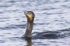 Filename=cormorant_240215c.jpg
Filesize=278KB
Dimensions=1200x800
Date added=Apr 12, 2015 cormorant_240215c.jpg