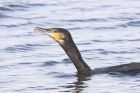 cormorant_240215i.jpg