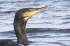 cormorant_240215w.jpg