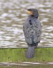 cormorant_2511b.jpg