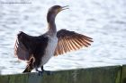 cormorant_260113a.jpg