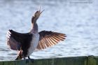 Filename=cormorant_260113c.jpg
Filesize=217KB
Dimensions=1000x667
Date added=Feb 10, 2013 cormorant_260113c.jpg
