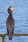 cormorant_260911d.jpg