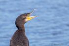 cormorant_260911f.jpg