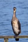 cormorant_260911i.jpg