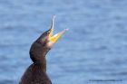 cormorant_260911m.jpg