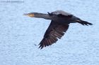 cormorant_260911r.jpg