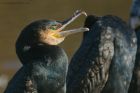 Filename=cormorant_290118b.jpg
Filesize=396KB
Dimensions=1200x800
Date added=Feb 04, 2018 cormorant_290118b.jpg