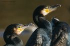 cormorant_290118c.jpg