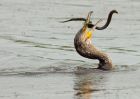 cormorant_290608e.jpg