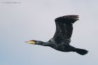 Filename=cormorant_300915a.jpg
Filesize=328KB
Dimensions=1200x800
Date added=Feb 06, 2016 cormorant_300915a.jpg