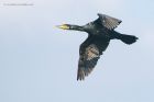 cormorant_300915b.jpg