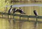 cormorant_3110a.jpg