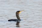 cormorant_311214c.jpg