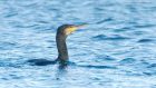 cormorant_MM_171118a.jpg