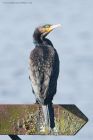 cormorant_PF_171019a.jpg