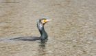 cormorant_SP_130219a.jpg