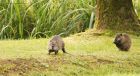 Filename=coypu_gite_170618b.jpg
Filesize=749KB
Dimensions=1300x711
Date added=Mar 10, 2021 coypu_gite_170618b.jpg