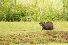 Filename=coypu_gite_170618c.jpg
Filesize=780KB
Dimensions=1300x866
Date added=Mar 10, 2021 coypu_gite_170618c.jpg