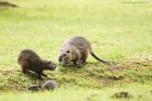 Filename=coypu_gite_170618e.jpg
Filesize=698KB
Dimensions=1300x867
Date added=Mar 10, 2021 coypu_gite_170618e.jpg