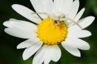 crabSpider_220615a.jpg