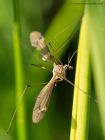 craneFly_310510a.jpg