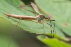 cranefly_110812e.jpg