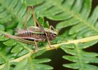 Filename=cricket_180709c.jpg
Filesize=258KB
Dimensions=900x643
Date added=Jul 22, 2009 cricket_180709c.jpg
