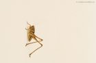 cricket_250619a.jpg