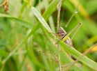 cricket_260708a.jpg