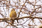 crossbill_HB_230421b.jpg