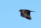 crow_050109a.jpg