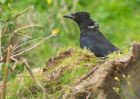 Filename=crow_050909a.jpg
Filesize=217KB
Dimensions=1000x714
Date added=Sep 06, 2009 crow_050909a.jpg