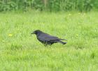 crow_0605b.jpg