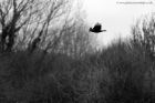 crow_101211a.jpg