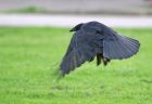 Filename=crow_1209c.jpg
Filesize=124KB
Dimensions=800x550
Date added=Aug 16, 2008 crow_1209c.jpg