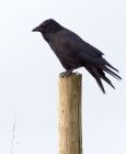 crow_171008a.jpg