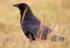 crow_211108a.jpg