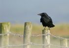 crow_2610a.jpg