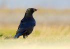 crow_291107a.jpg