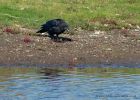 crow_300810a.jpg