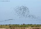 Filename=crows_121010a.jpg
Filesize=237KB
Dimensions=1000x714
Date added=Oct 14, 2010 crows_121010a.jpg