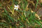 cuckooflower_HB_230421aa.jpg