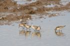 Filename=curlewSand_marshside_150923b.jpg
Filesize=717KB
Dimensions=1300x867
Date added=Aug 28, 2025 curlewSand_marshside_150923b.jpg