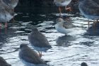 curlewSandpiper_240910a.jpg